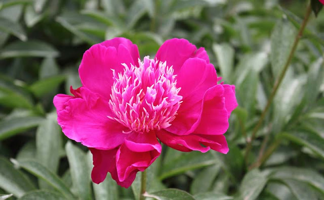 Peony Flowers Pictures