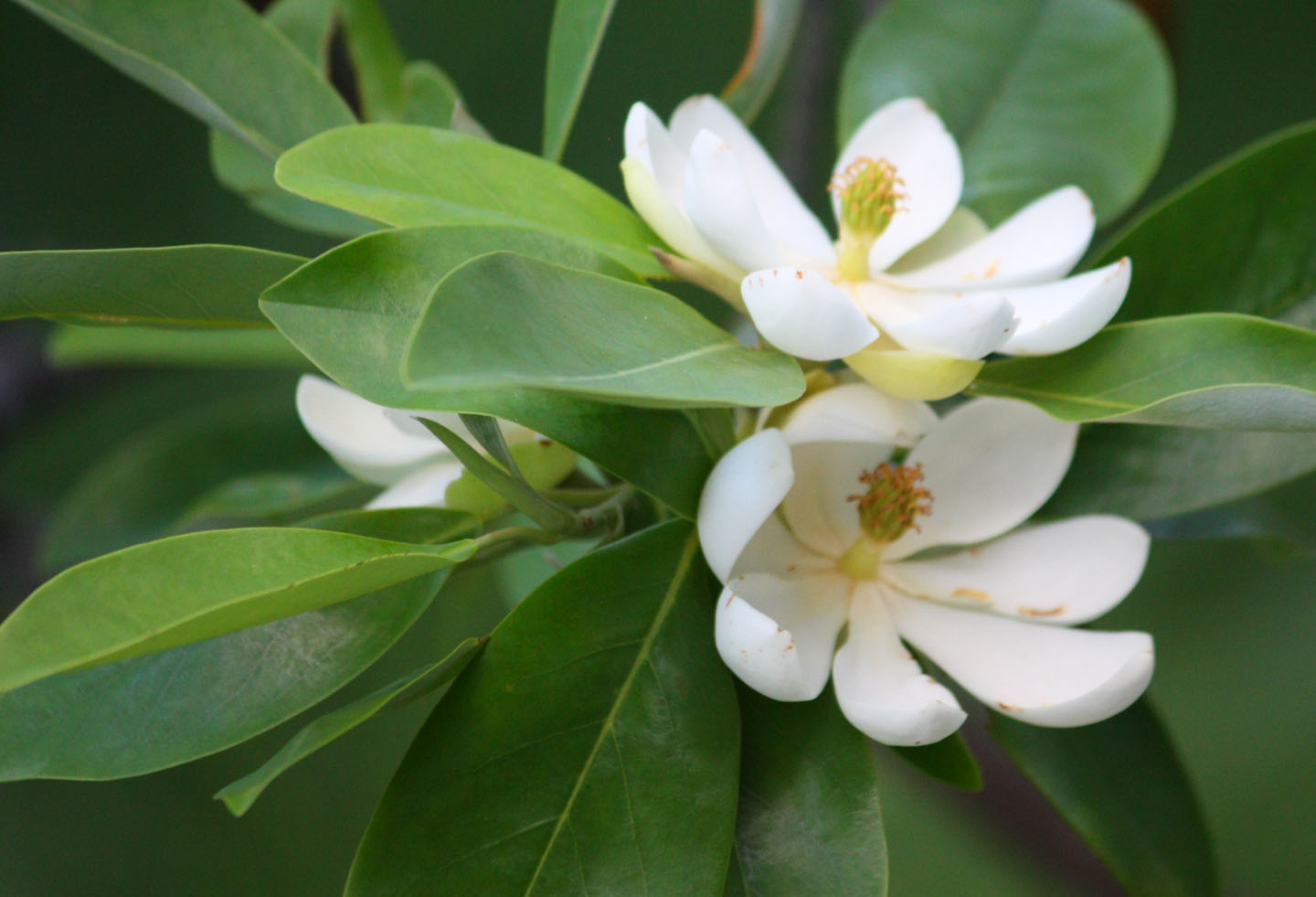 Magnolia virginiana var. australis "Henry Hicks (Sweetbay