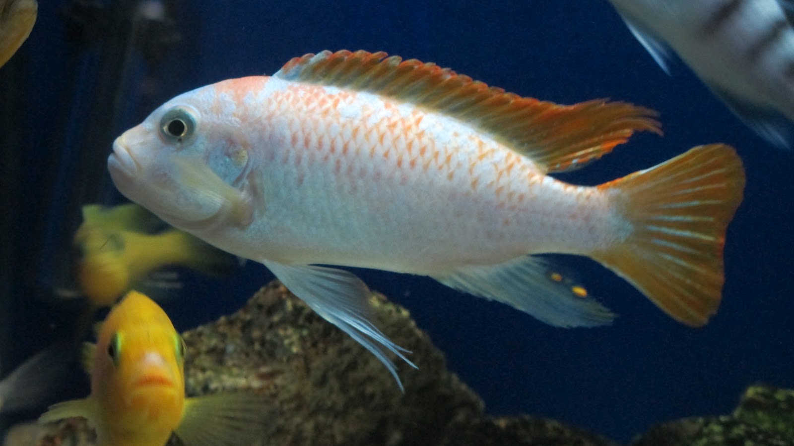 mal/tang fish Metriaclima zebra Red Top Marmalade Cat 92012