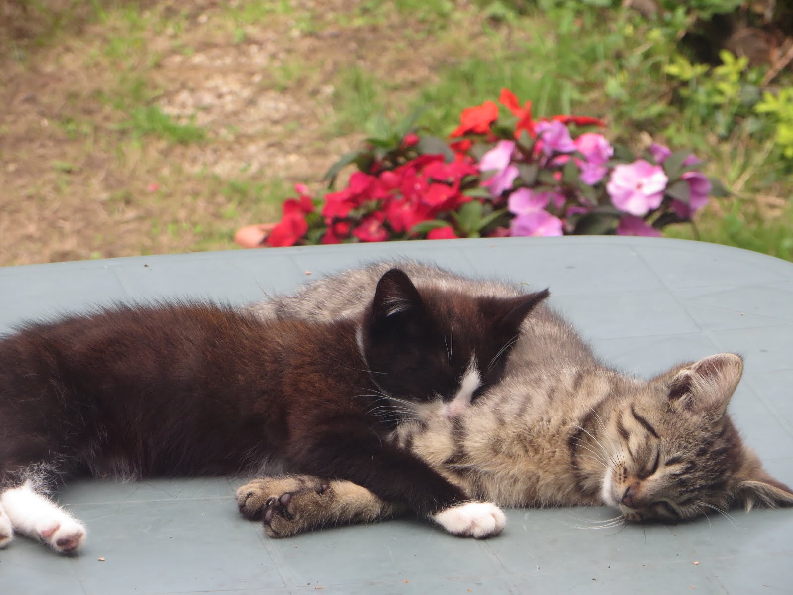 WILD IRISH CATS