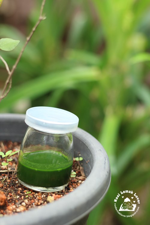 Nasi Lemak Lover Homemade pandan paste 自制香兰精