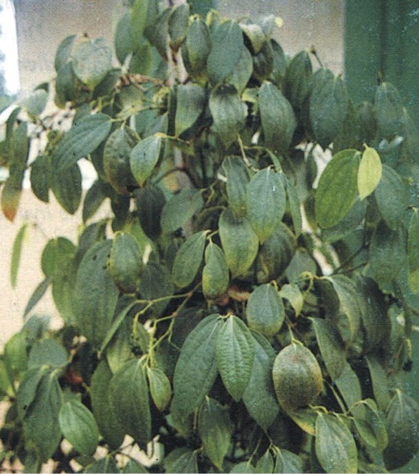 Herba Tumbuhan Kegunaan Lada Hitam Piper Nigrum L Bukan Sahaja Di Meja Makan