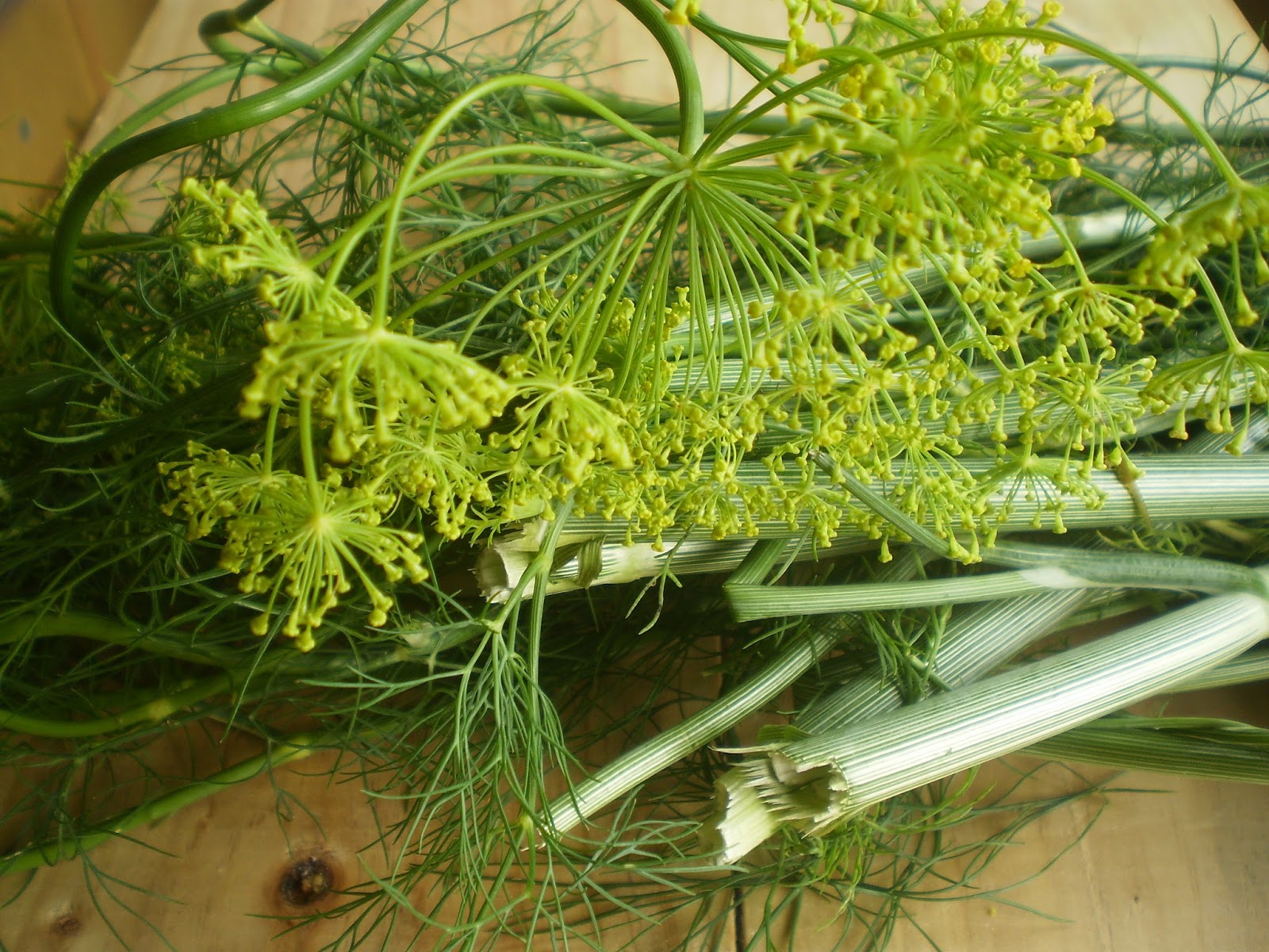 New Latvian Kitchen BRINE FERMENTED CUCUMBERS