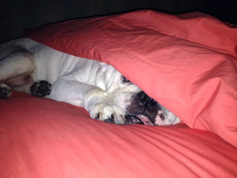 Pet Products Reviewed; Natural Pet Care homemade dog treats, chicken