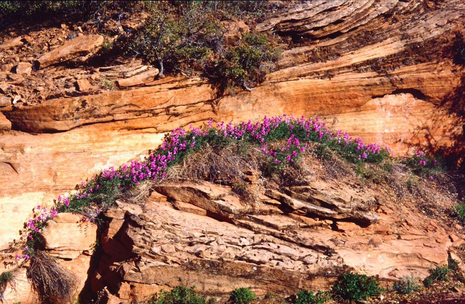 The Old Cowboy and Photography Wildflowers of Zion National Park