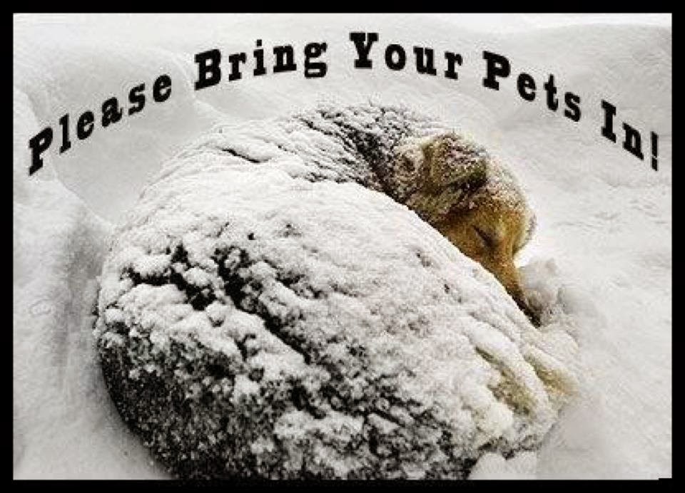 The Gifted Pet ♥ Cold Weather Safety Tips For Pets