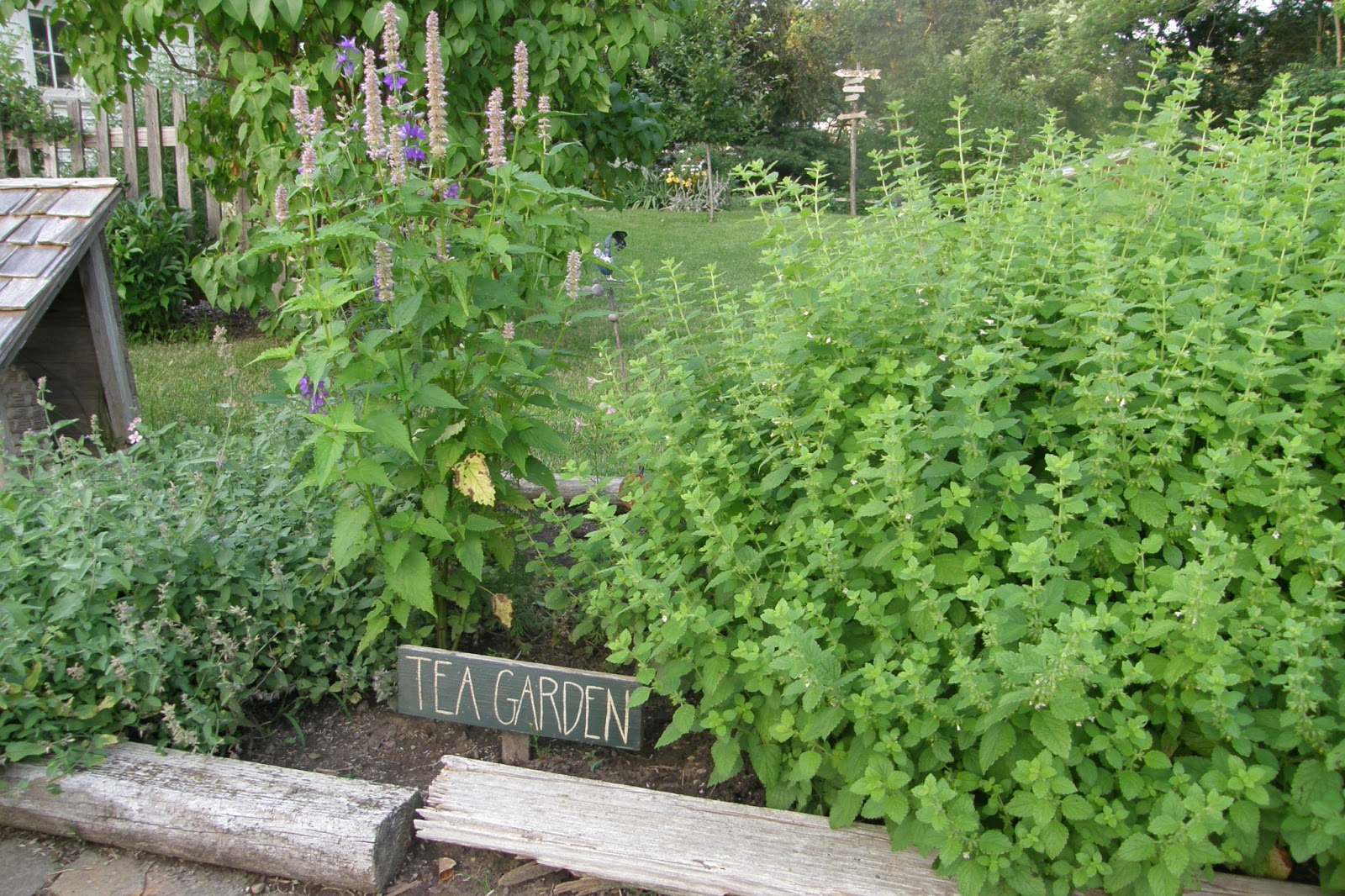 how to start a tea garden