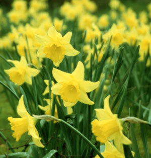 Host Of Daffodils