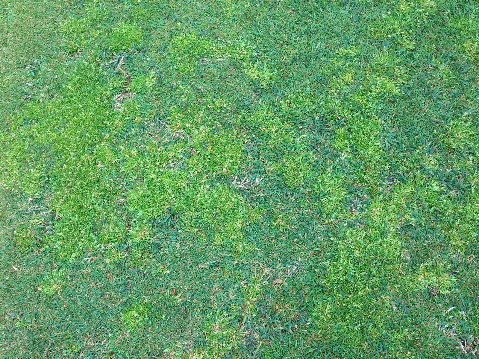 Glen Echo Country Club Golf Course Management Bermuda grass