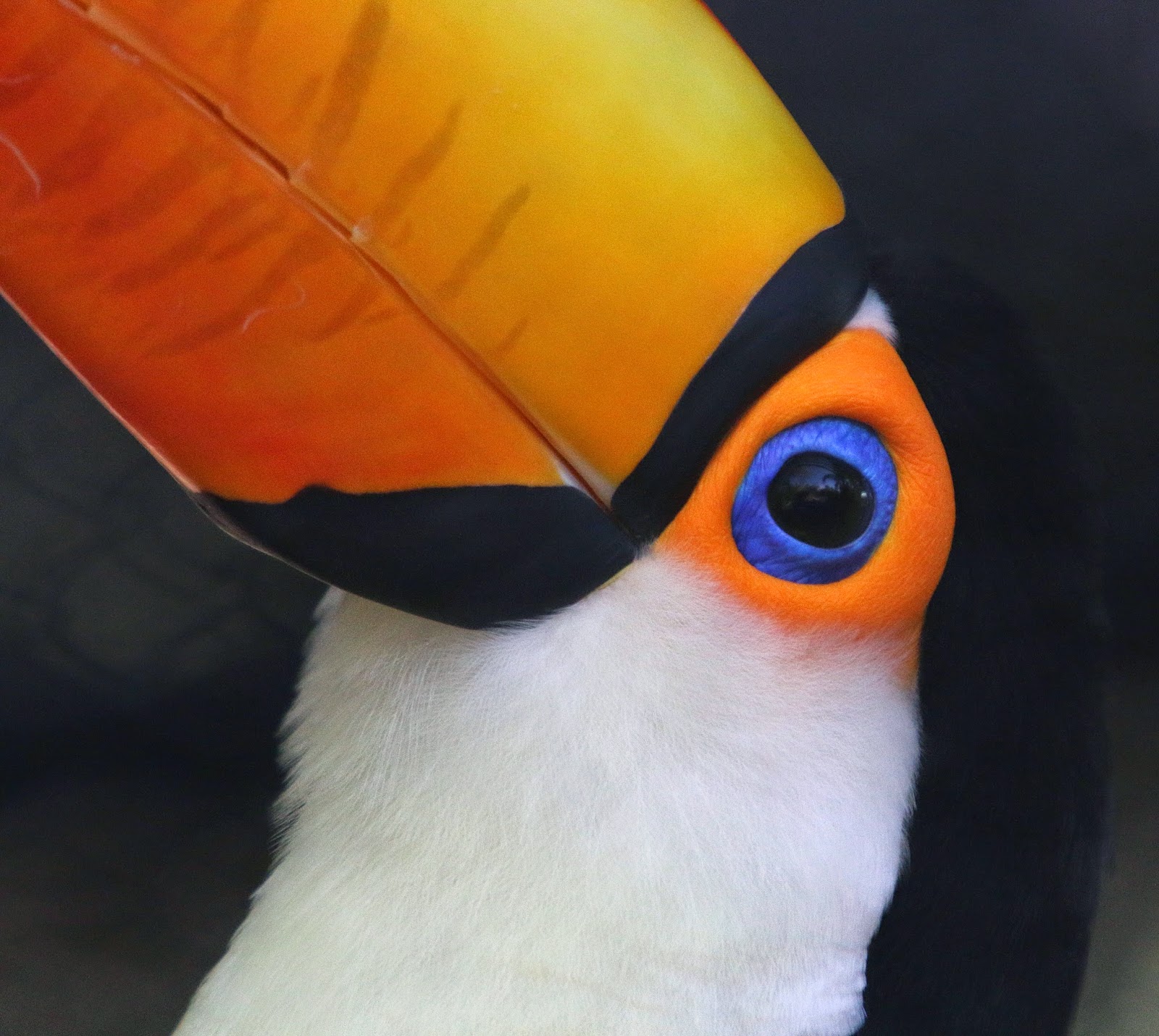 Tuchan phoenix zoo birds