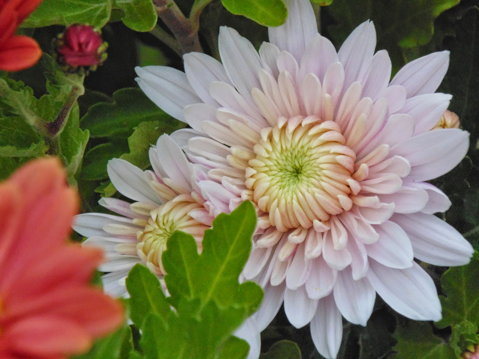 Chrysanthemum season Life in Luxembourg