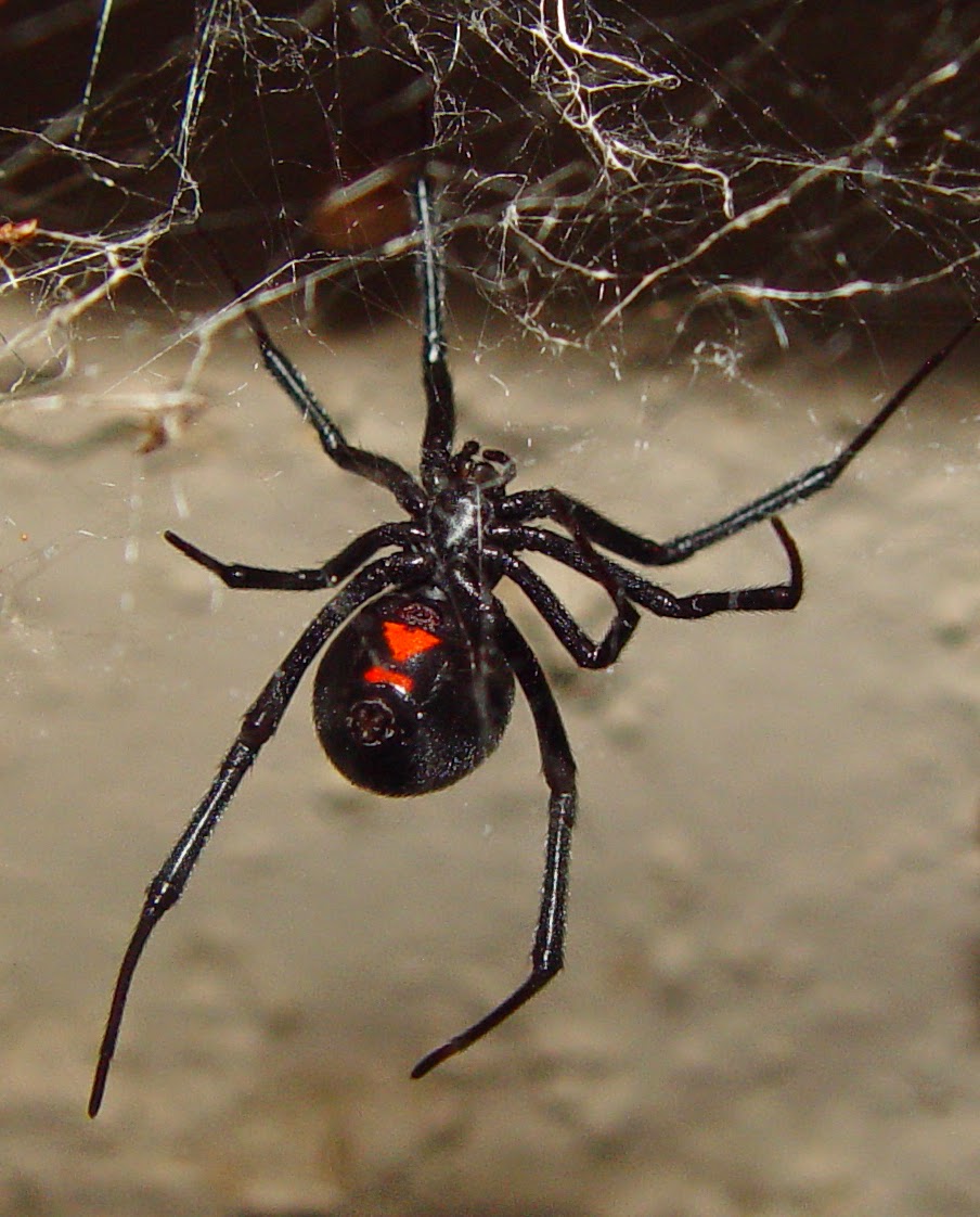 Red and Black Spider  Biodiversity of the Western Volcanic Plains