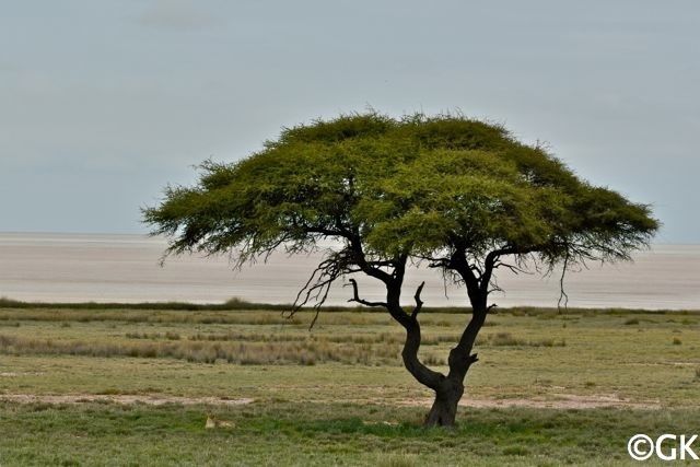 Etosha-Landschaft mit Löwen