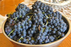 Concord Grapes