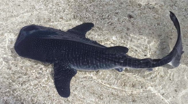 A baby whale shark of 18 inch is found in the Maldives A baby whale shark of 18 inch is found in the Maldives