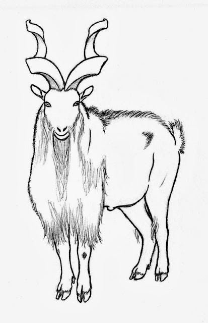 Markhor Drawing :: Markhor National Animal of Pakistan