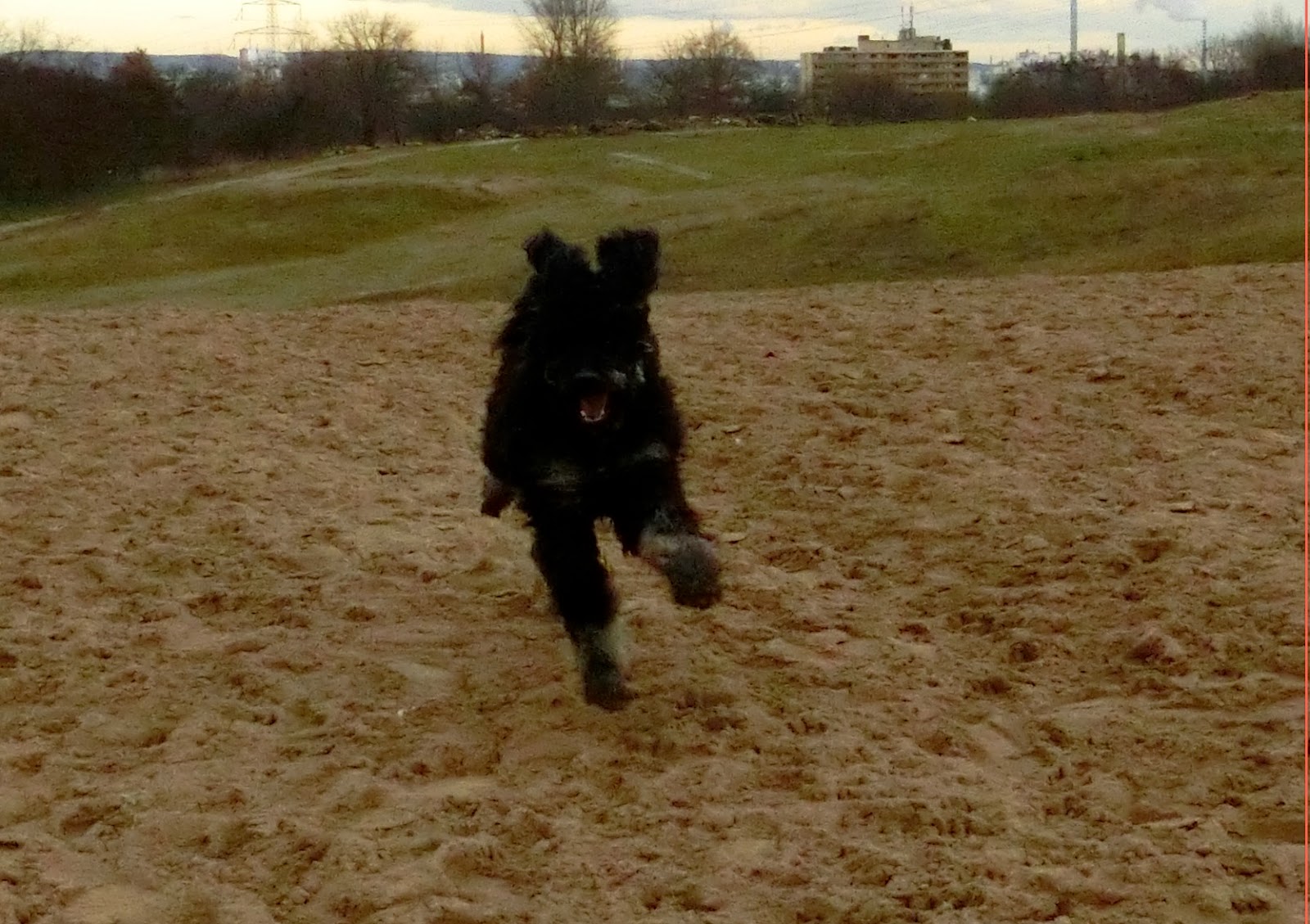 Der Pfotenblog Rund um den Hund Die Pfeife
