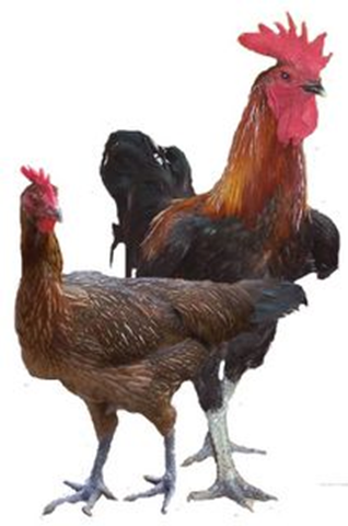 Nama Ilmiah Ayam