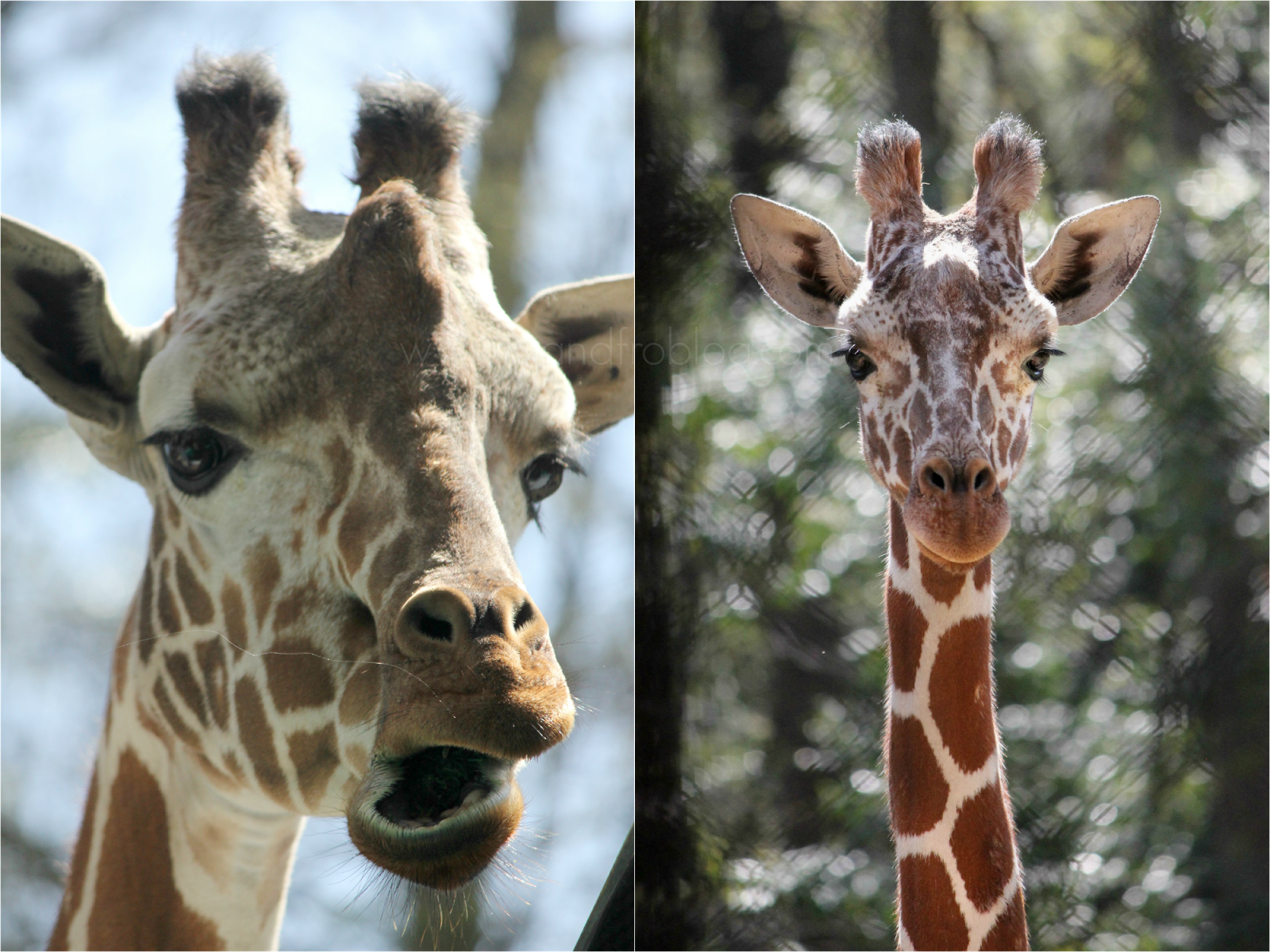 Riverbanks Zoo, Columbia, SC | To & Fro