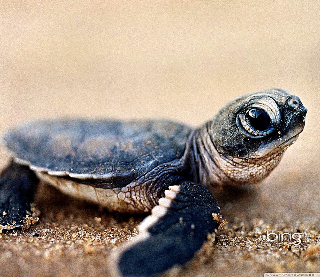 Bing Baby Turtle HD desktop wallpaper Widescreen High Bing Baby Turtle HD desktop wallpaper Widescreen High