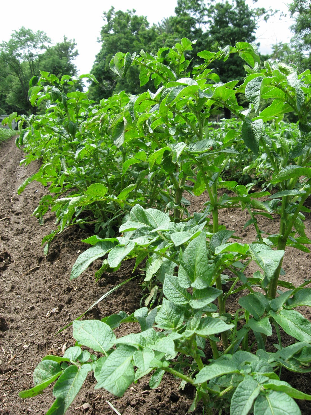 potato plants potato plants