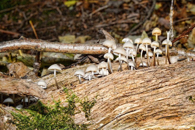 Mushrooms at Fountains Abbey