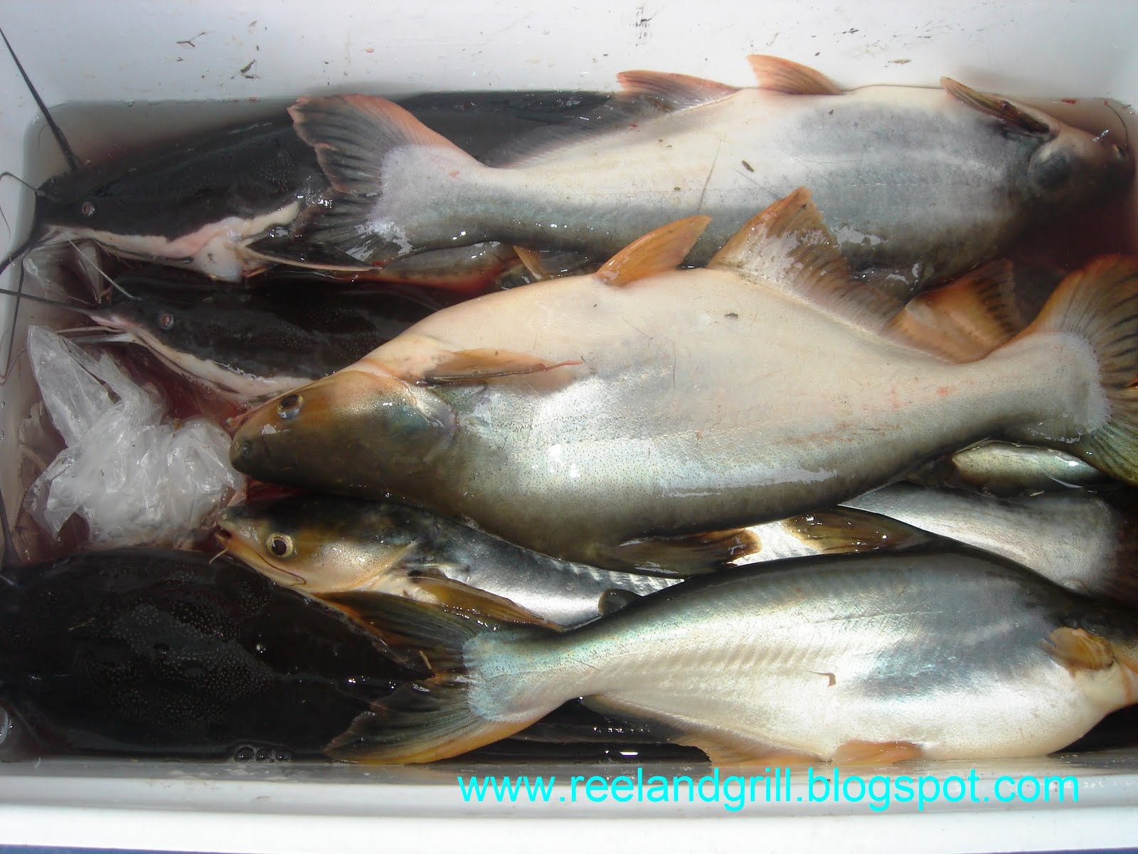 what is catfish in tagalog
