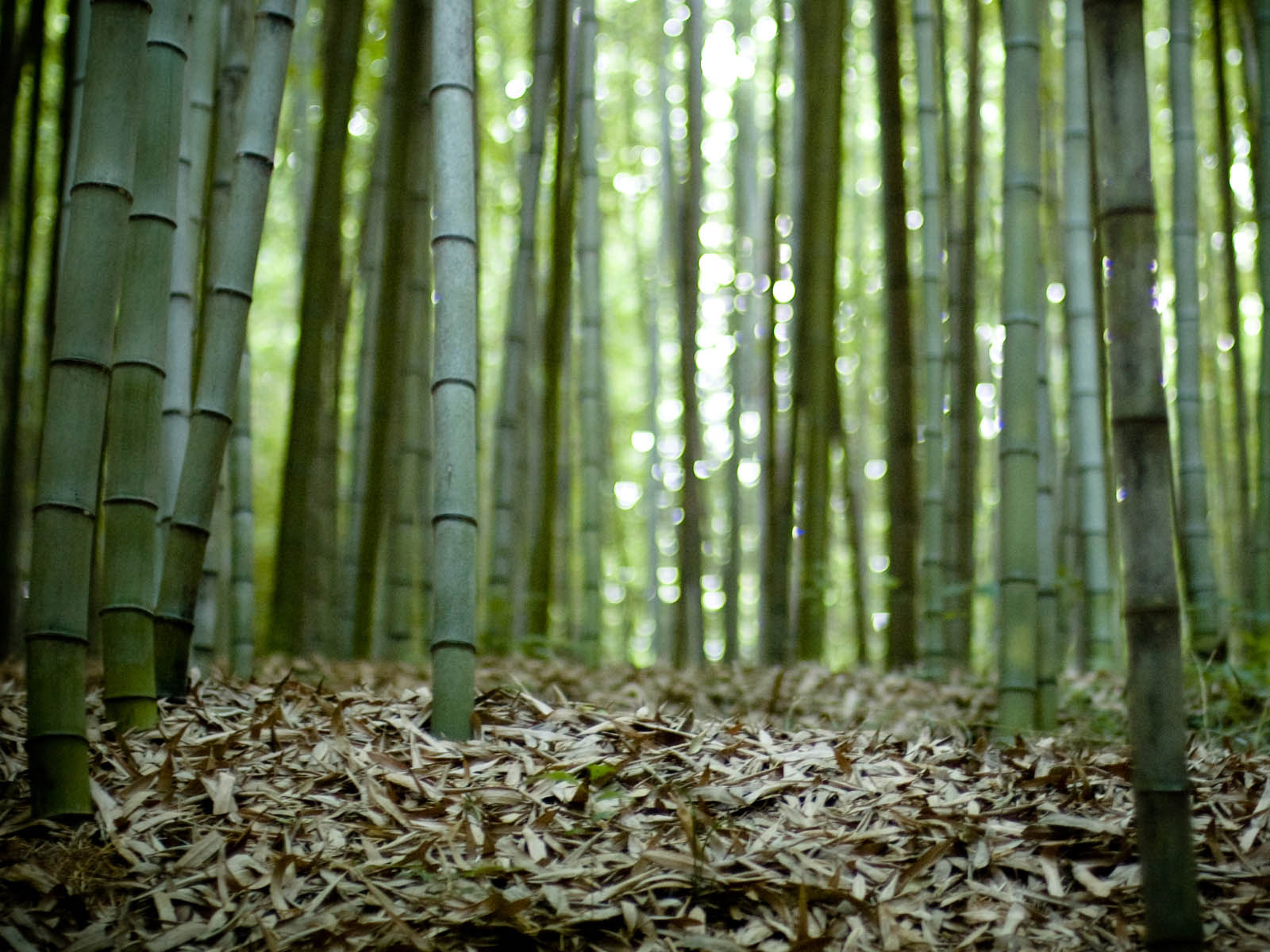 wallpapers: Bamboo Forest Wallpapers