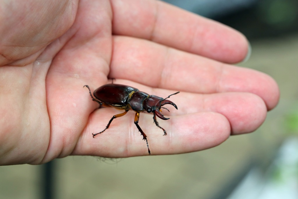 Ohio Birds and Biodiversity: The Pinching Beetle, a rather brutish looking  bug