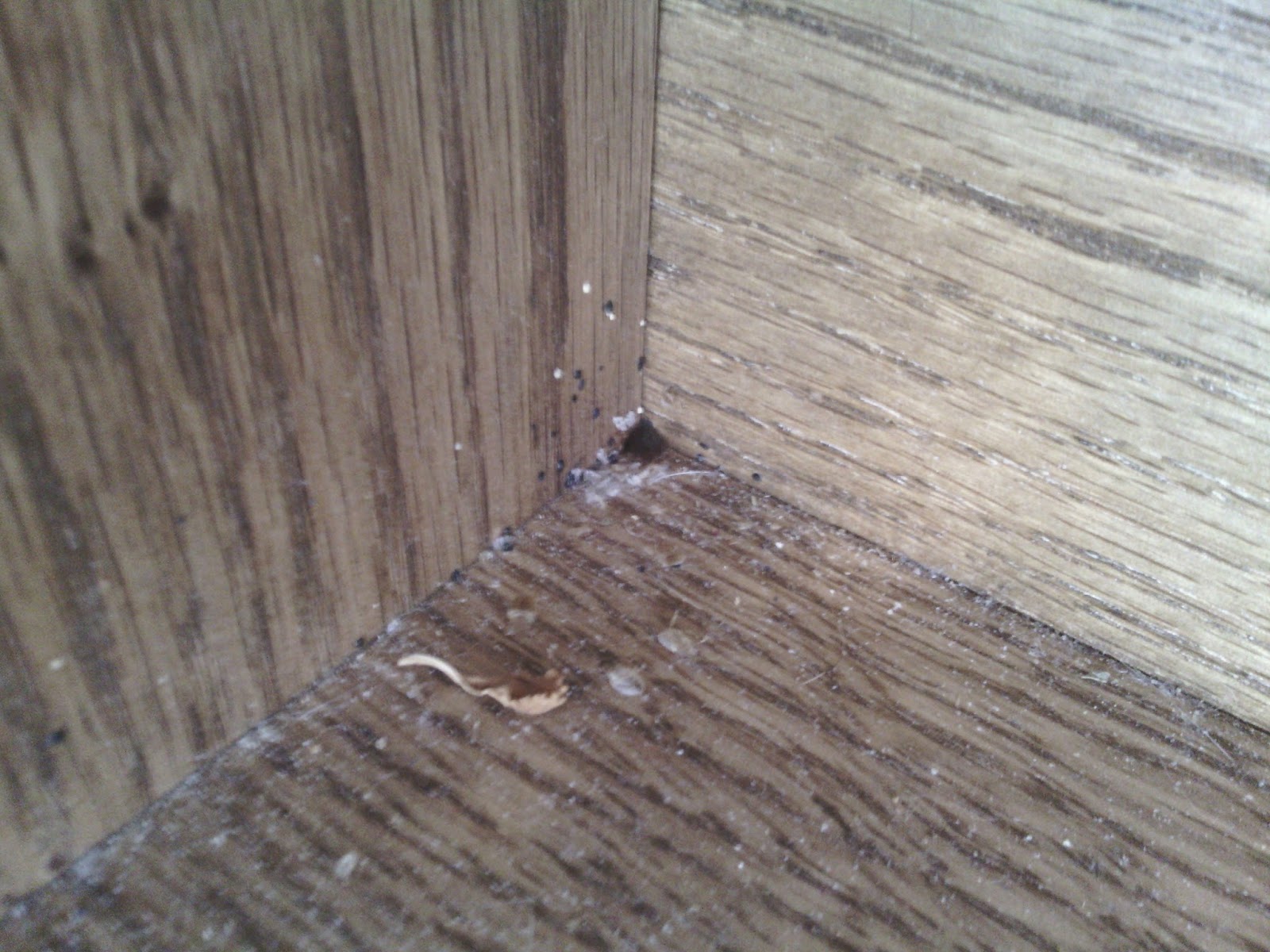 Bed Bugs Bed Bug and Eggs in Headboard