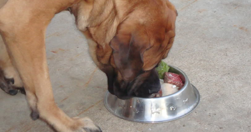 How Much Should A Lb Dog Eat How Much Should A Lb Dog Eat