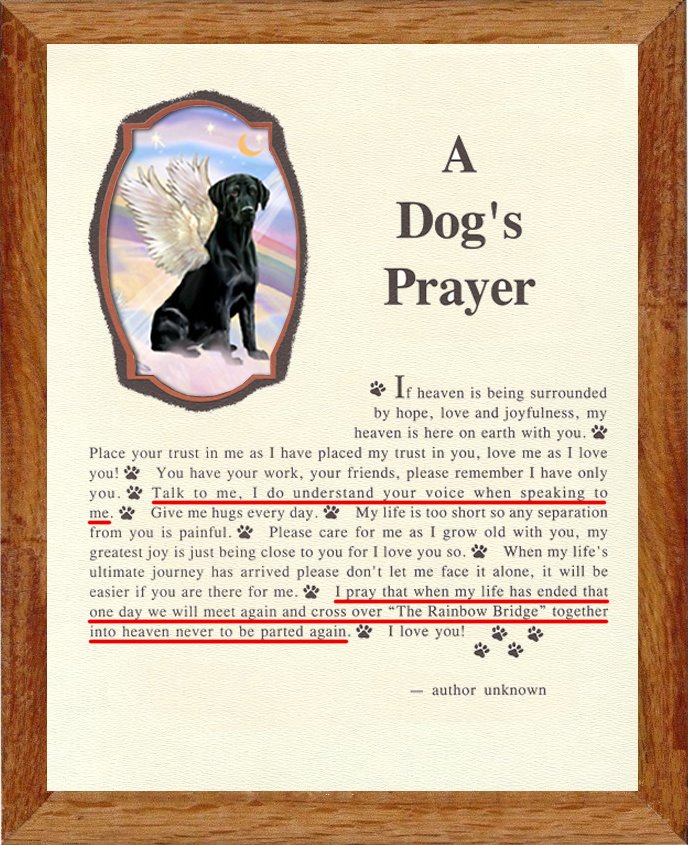 [MetalPoki] A dog's prayer??? What i believe?