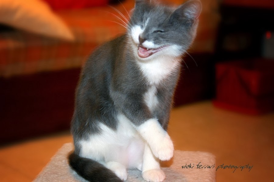 20 Hilarious Cats Laughing at You Best Photography, Art, Landscapes and Animal Photography