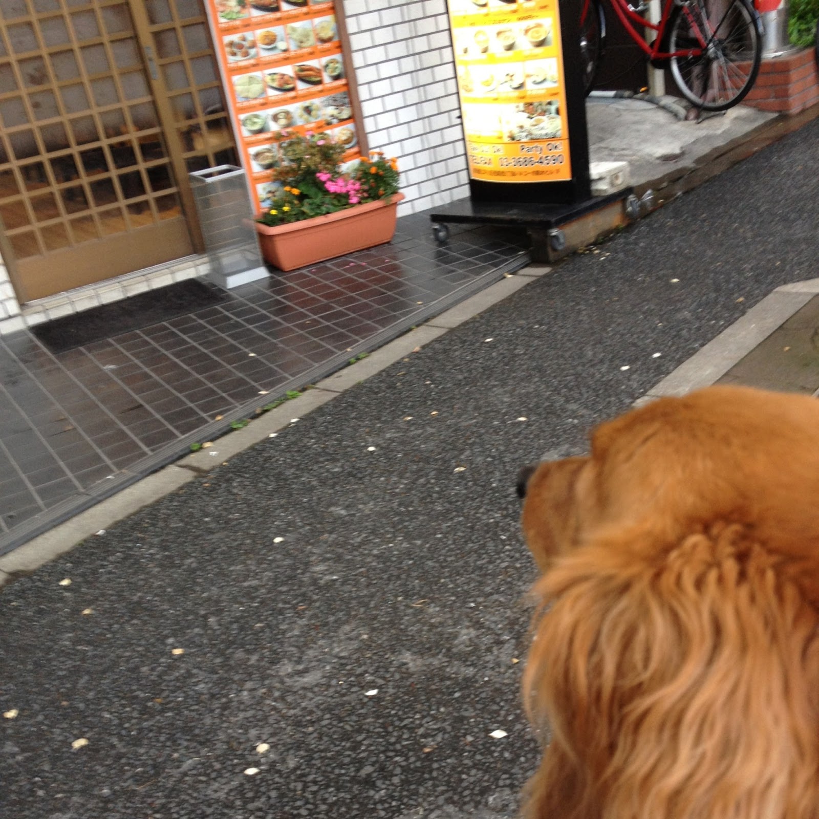 ポタリング犬 ポタ山イチの江戸川ポタリングガイド インドレストラン バー ムナル 江戸川区 西葛西