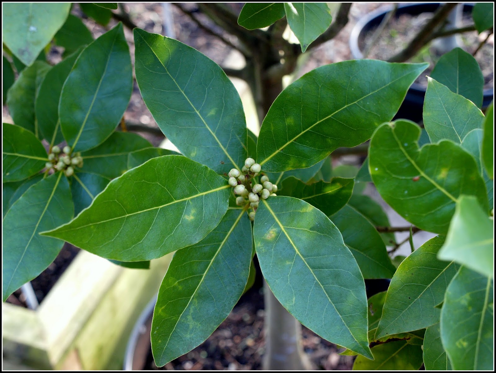 Bay Tree Leaves Mottled at Wilmer Coon blog
