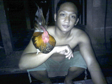 Pecinta Ayam Hias