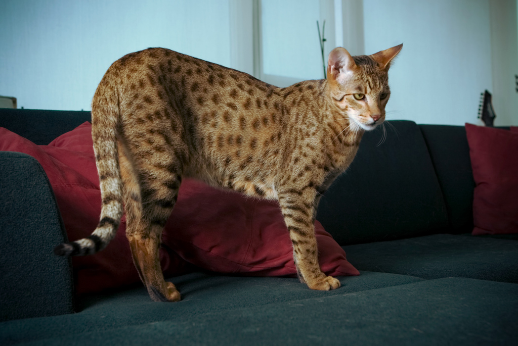 ☼☾Marked☾☼  Savannah+Cat+pictures