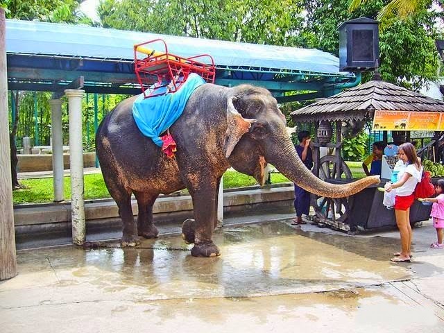 Vé máy bay đi Bangkok thăm công viên Safari World Du+lich+Bangkok