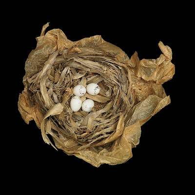 [Image: bird-nests-sharon-beals-13.jpg]