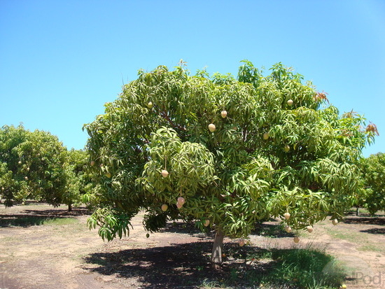 mango tree wood