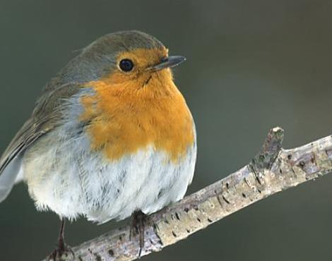 animals unique robin bird animals unique robin bird