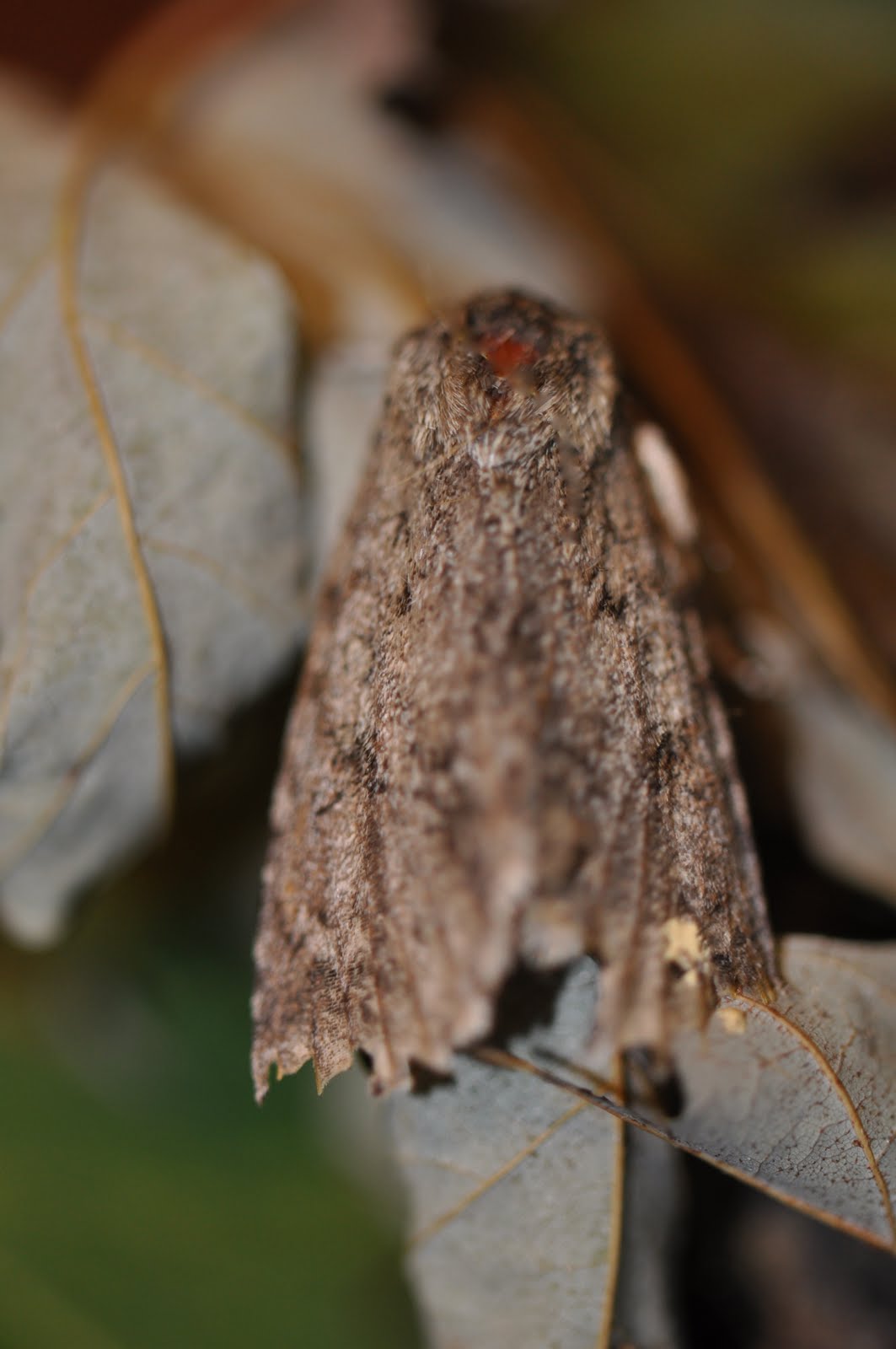 The Chocolate Muffin Tree Our Moth Emerged!!!