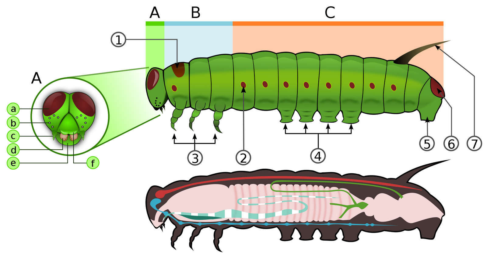 A Caterpillar U0026 39 S Body Plan