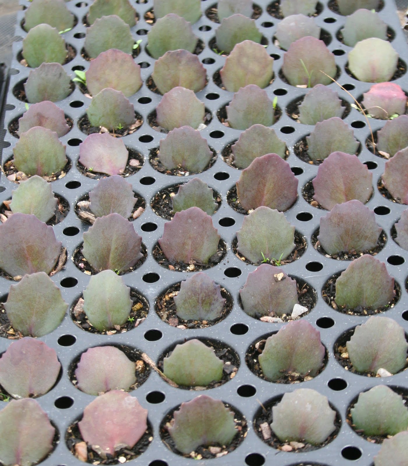 How to propagate Sedums. Sue Beesley