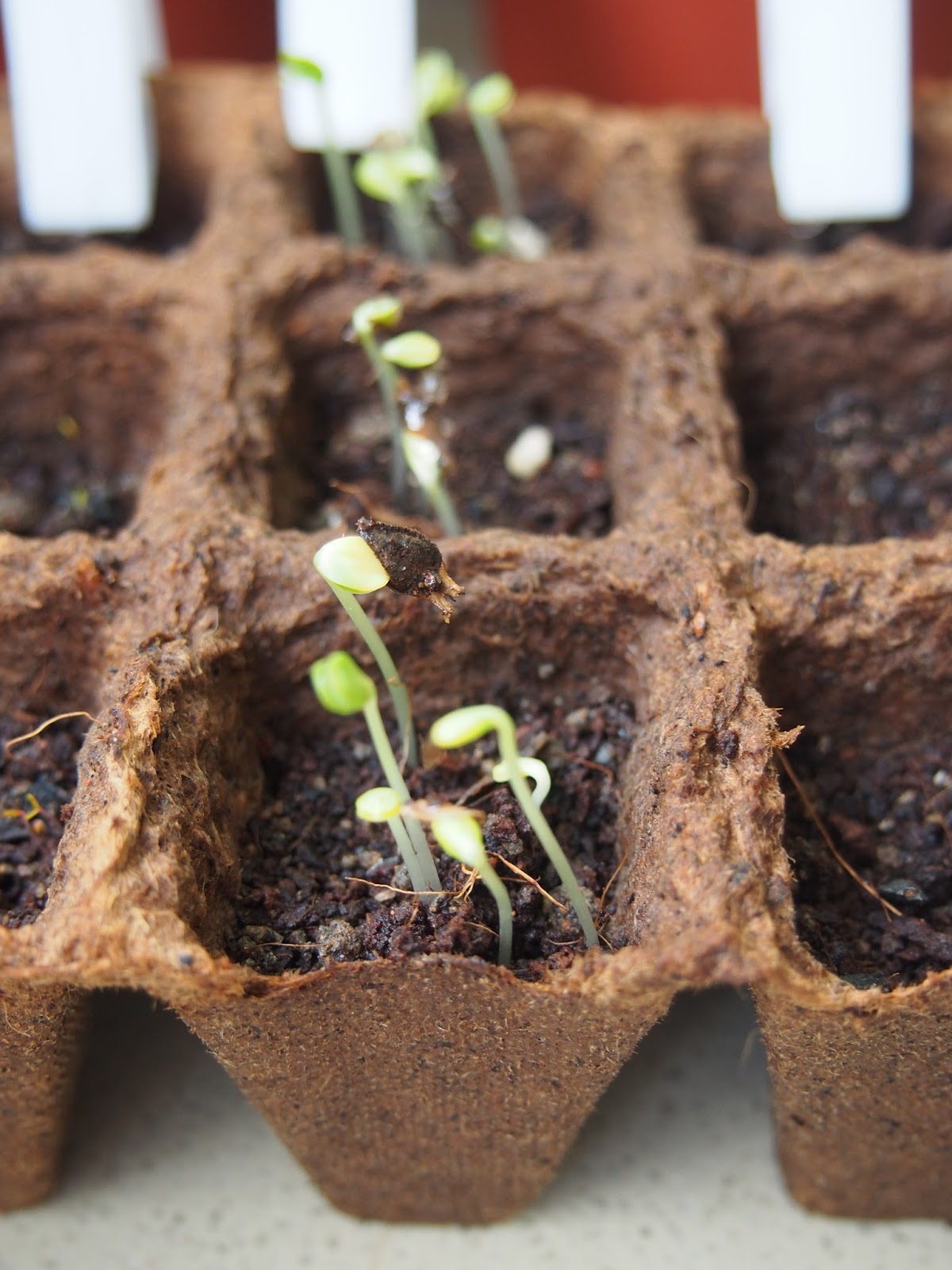 Carol's Garden Talk Germination of Zinnias and Dahlias