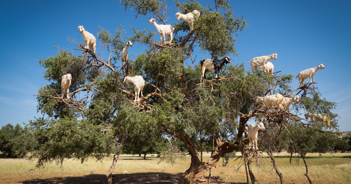 Weekly Weird Goats in Trees