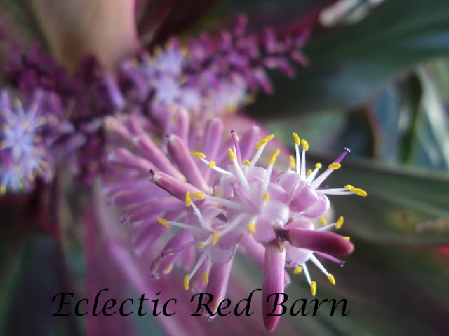 Flowering Tropical Plant