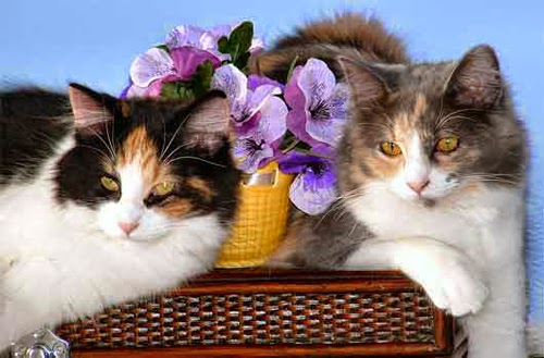 calico-cats.jpg