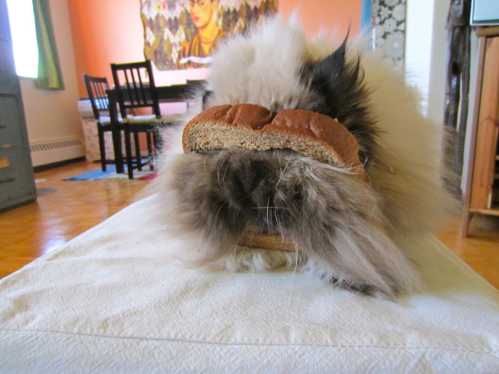 Kitten the Cat My InBread Cat, Kitten