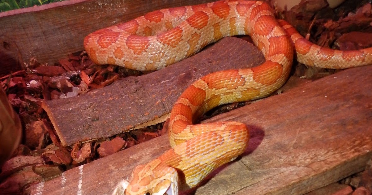 Reptiles Amphibians & Fish CORN SNAKE EATING A BIRD ELAPHE GUTTATA